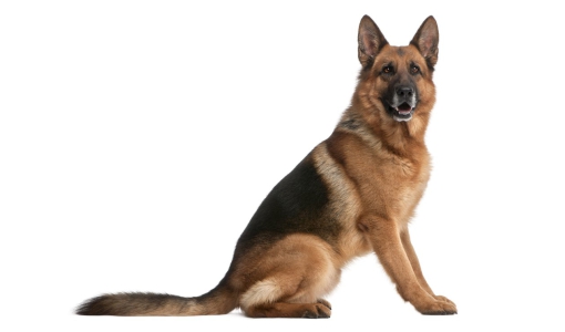 behandelingen_honden-extragroot.jpg