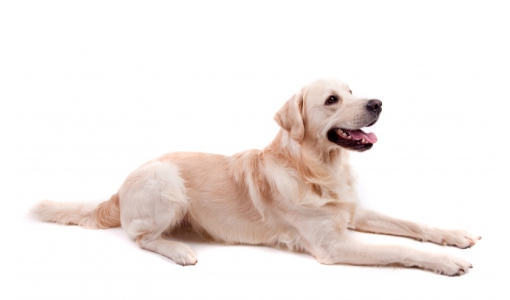 behandelingen_honden-groot1.jpg
